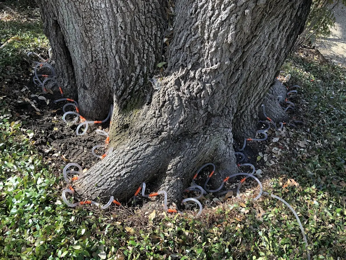 Detailed Tree Cabling and Bracing job site in Epes