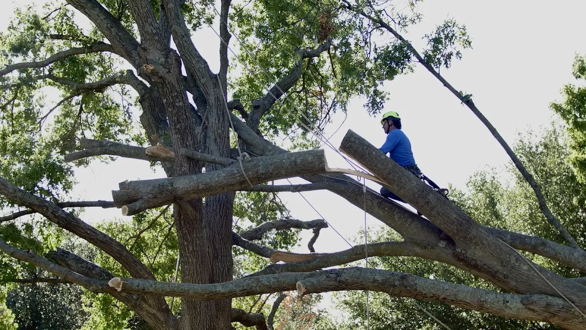 Professional Crown Thinning performed by certified arborists in Epes